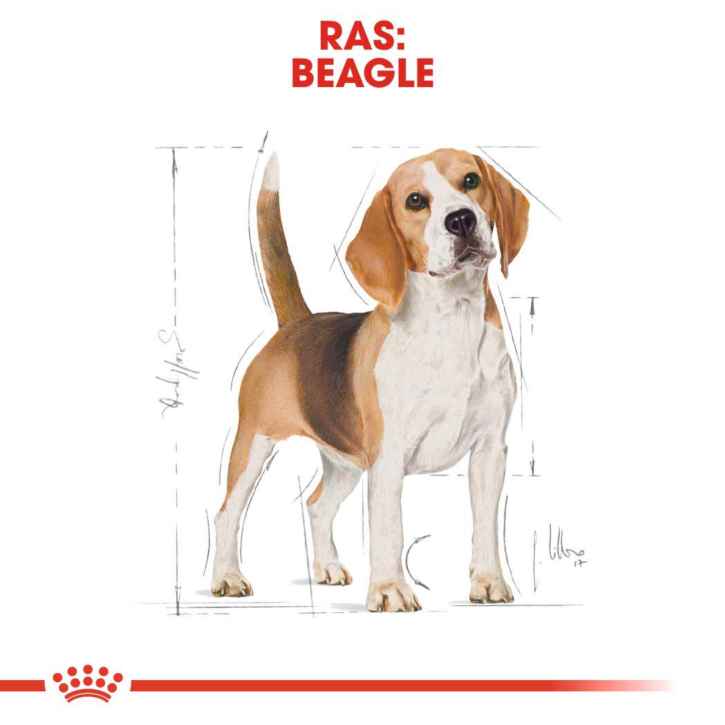 Royal Canin Beagle Adult - Hondenvoer - 3 Kilogram - gevogelte