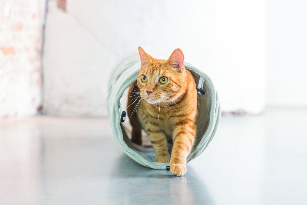 Designed by Lotte Rib - Kattentunnel - Roze