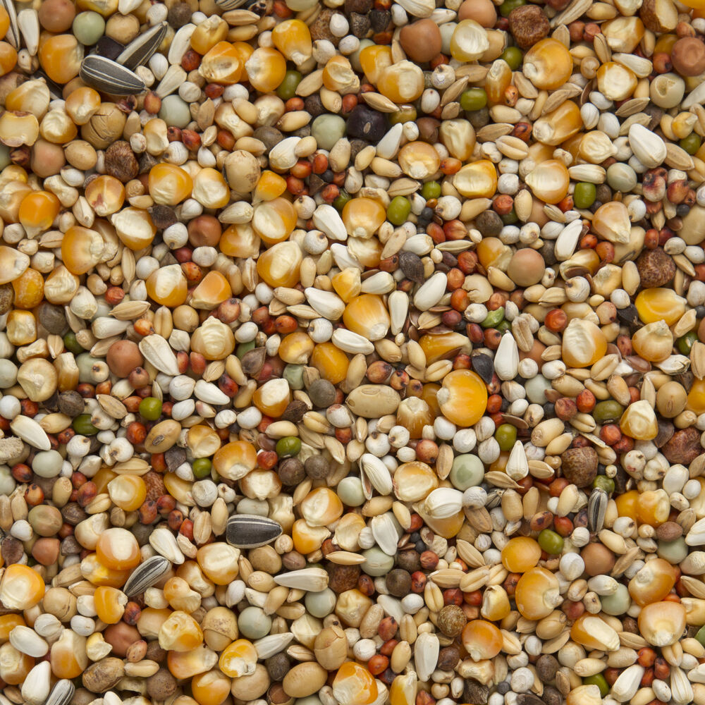 Beyers Premium Super Rui - Duivenvoer - 20 Kilogram