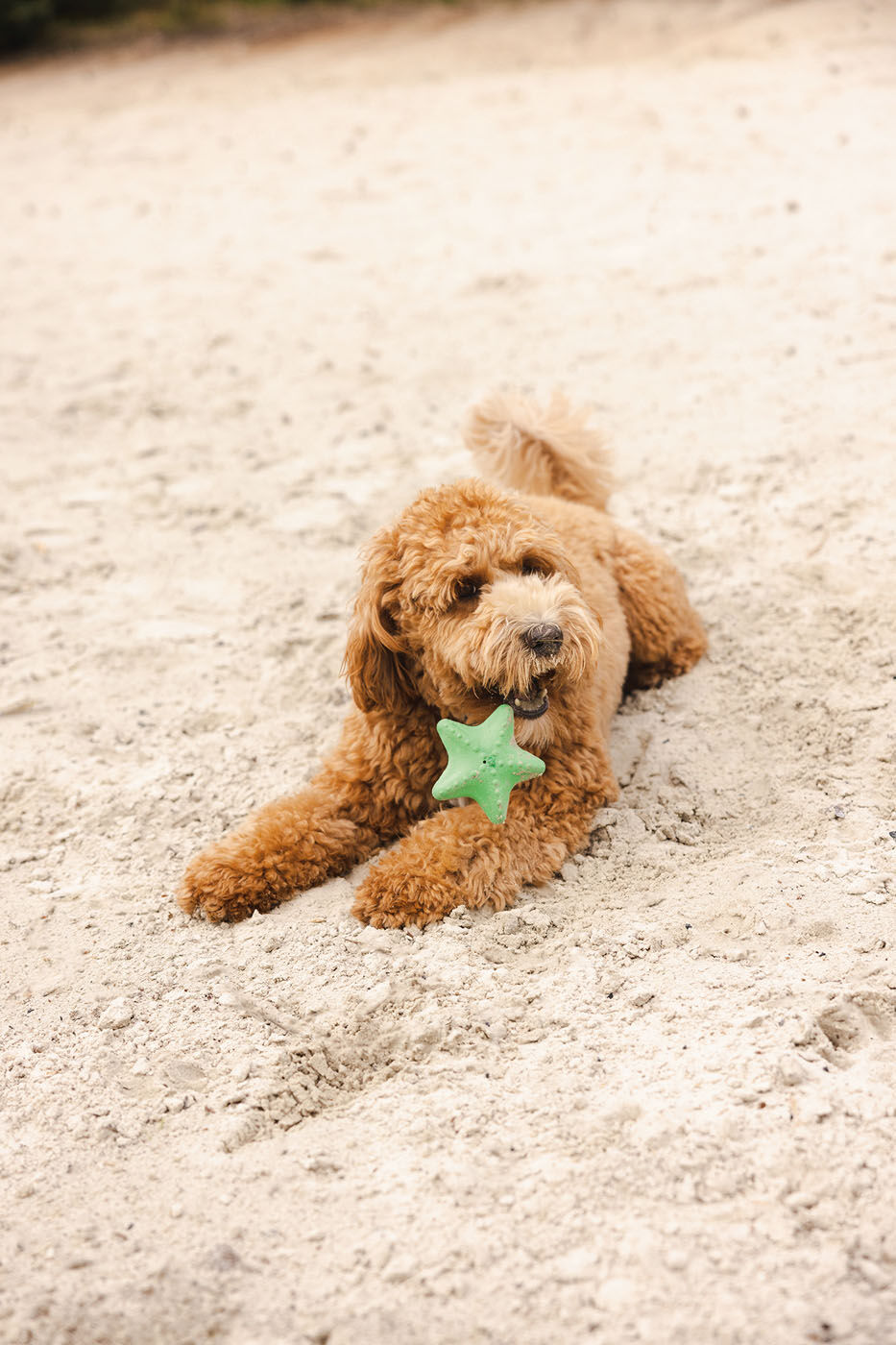 Beeztees Zeester - Waterspeelgoed Hond - assorti - 5x10x10 cm