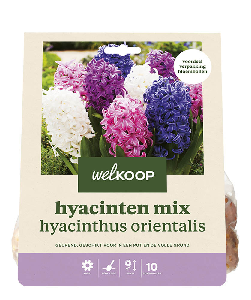 Welkoop Hyacinten mix Angela - Bloembollen