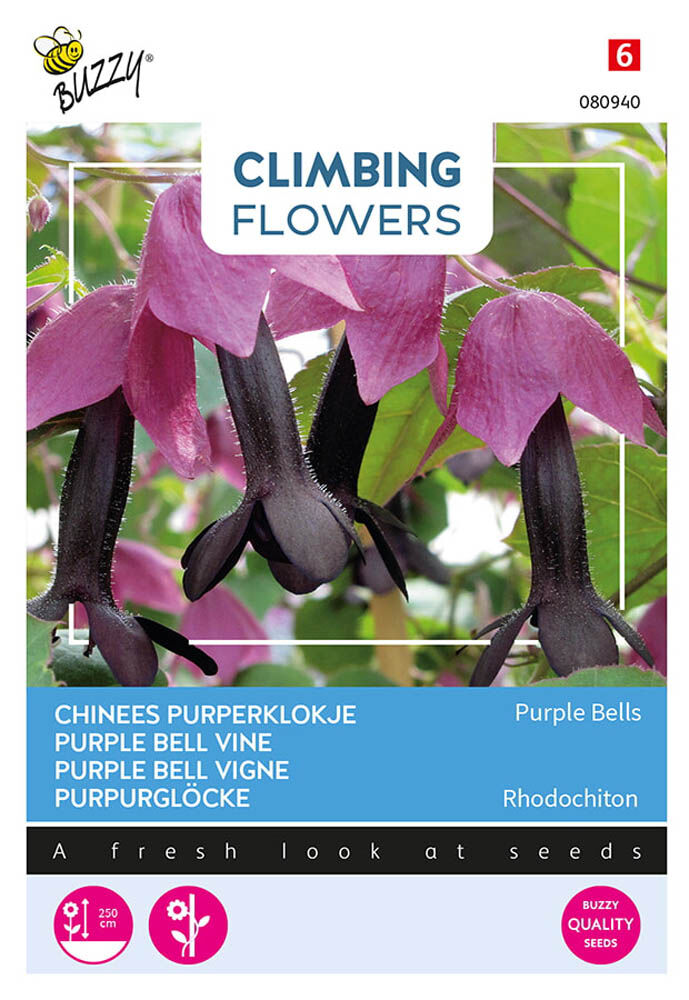 Buzzy Climbers Rhodochiton Purple - Bloemzaden