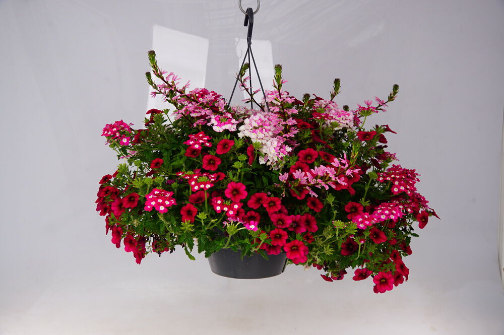 Festival Colours Perkplanten mix - Eenjarige planten - Diverse kleuren