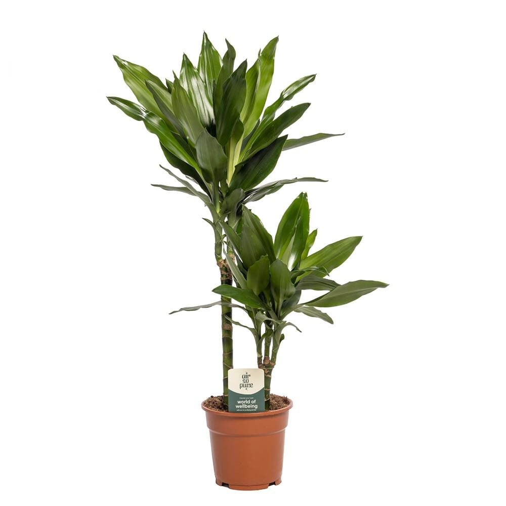 Drakenbloedboom (Dracaena) Mix - Kamerplant - 17 cm