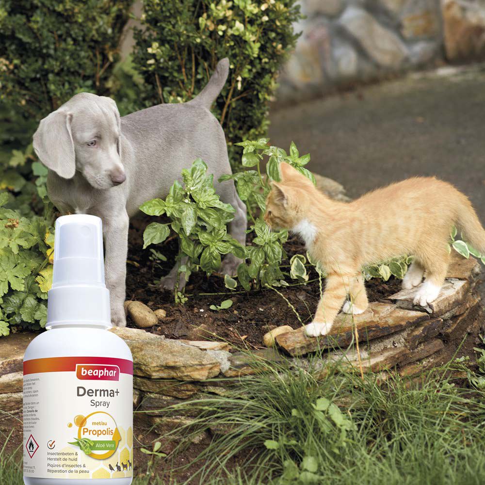 Beaphar Derma+ spray - Wondverzorging Hond - 75 Milliliter