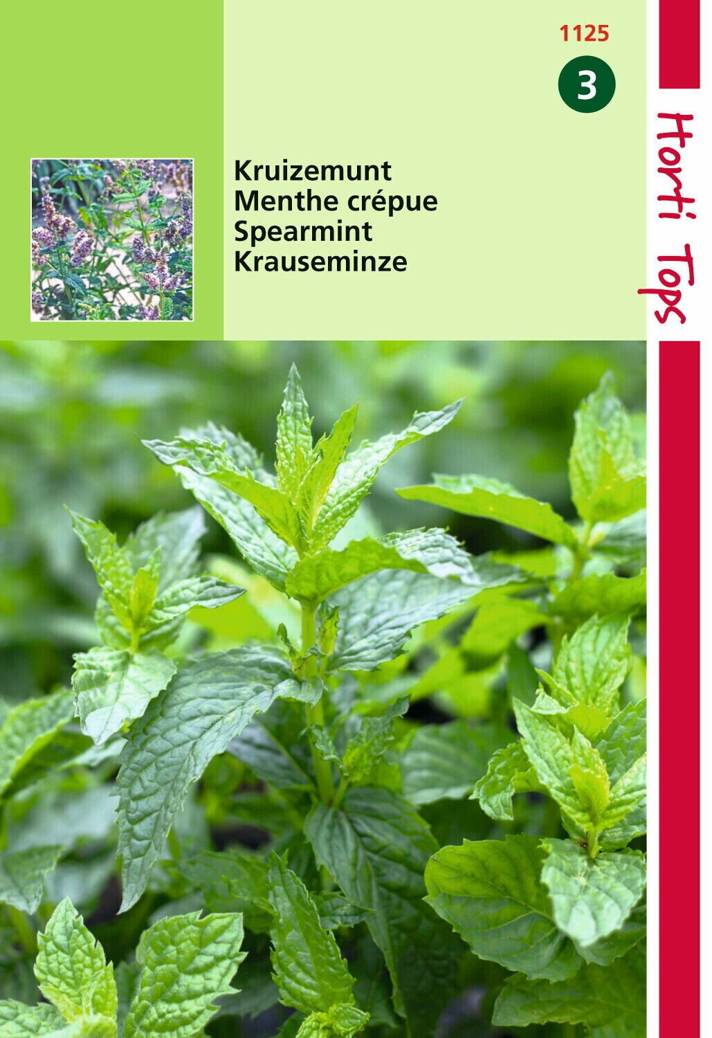 Hortitops Kruizemunt - Groentezaden