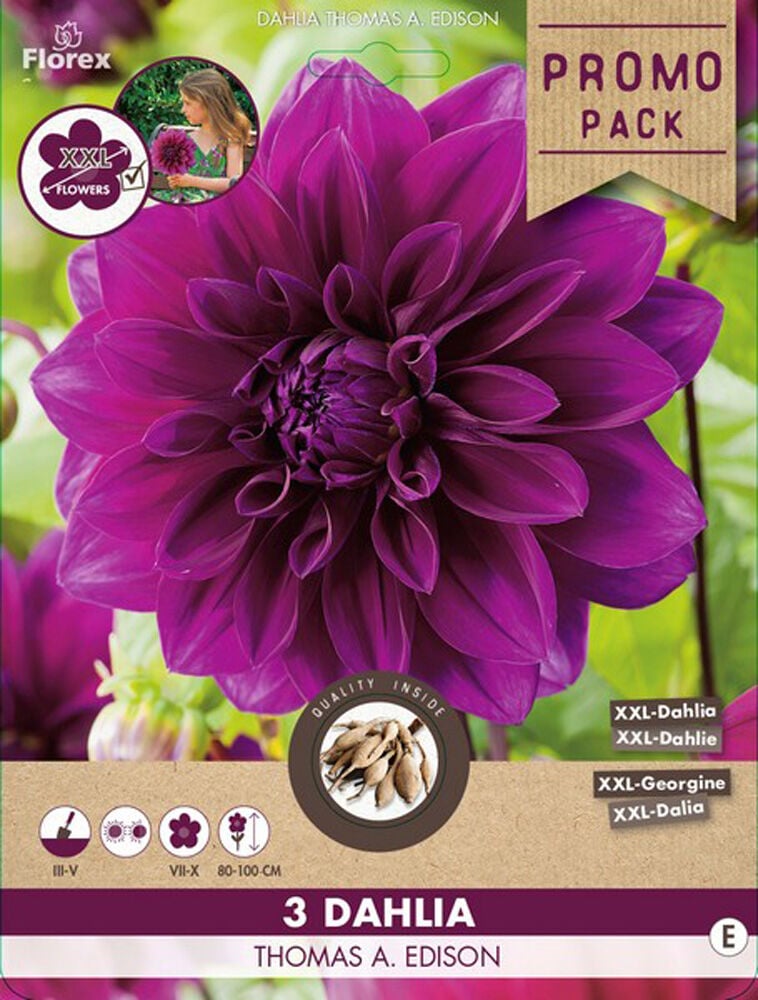 Florex Dahlia Thomas Edison - Bloembollen