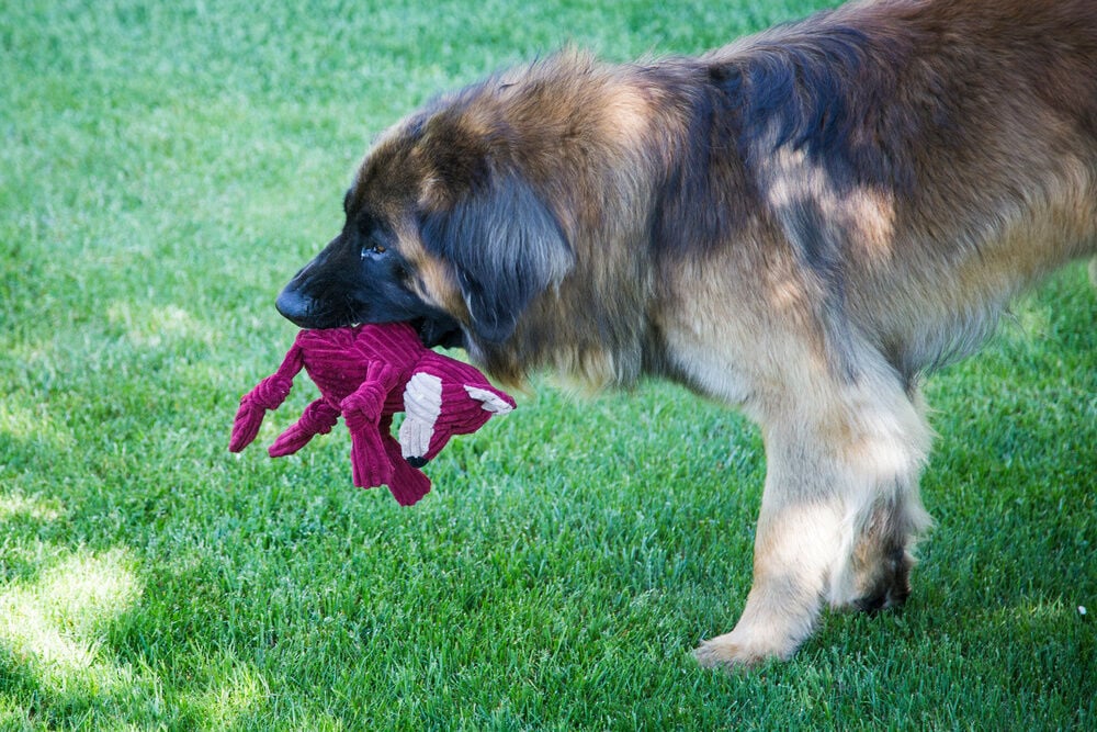 HuggleHound Vos Knuffel - Hondenknuffel - Bruin - 38x13x23 cm
