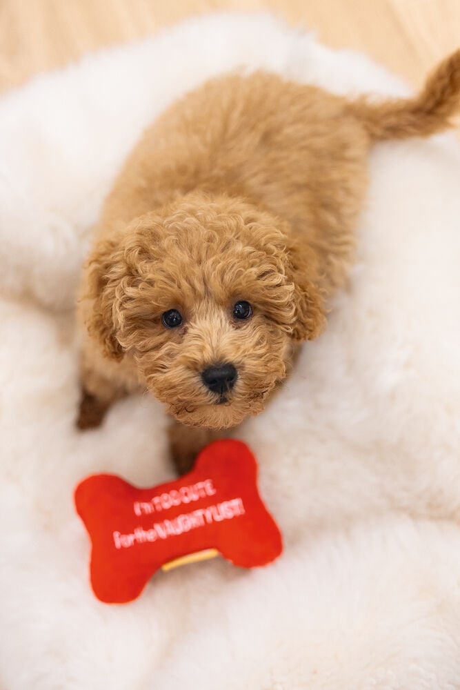 Beeztees Kerst Bot Knuffel - Hondenspeelgoed - rood - 24.8x9.8x4 cm