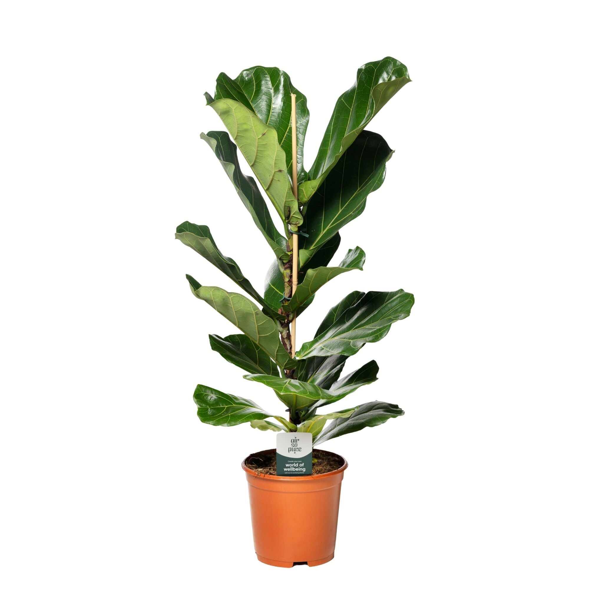 Ficus Lyrata - Vioolbladplant - Kamerplant