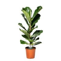 Ficus Lyrata - Vioolbladplant - Kamerplant - 21 cm