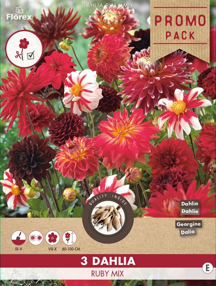 Florex Dahlia Ruby Mix - Bloembollen