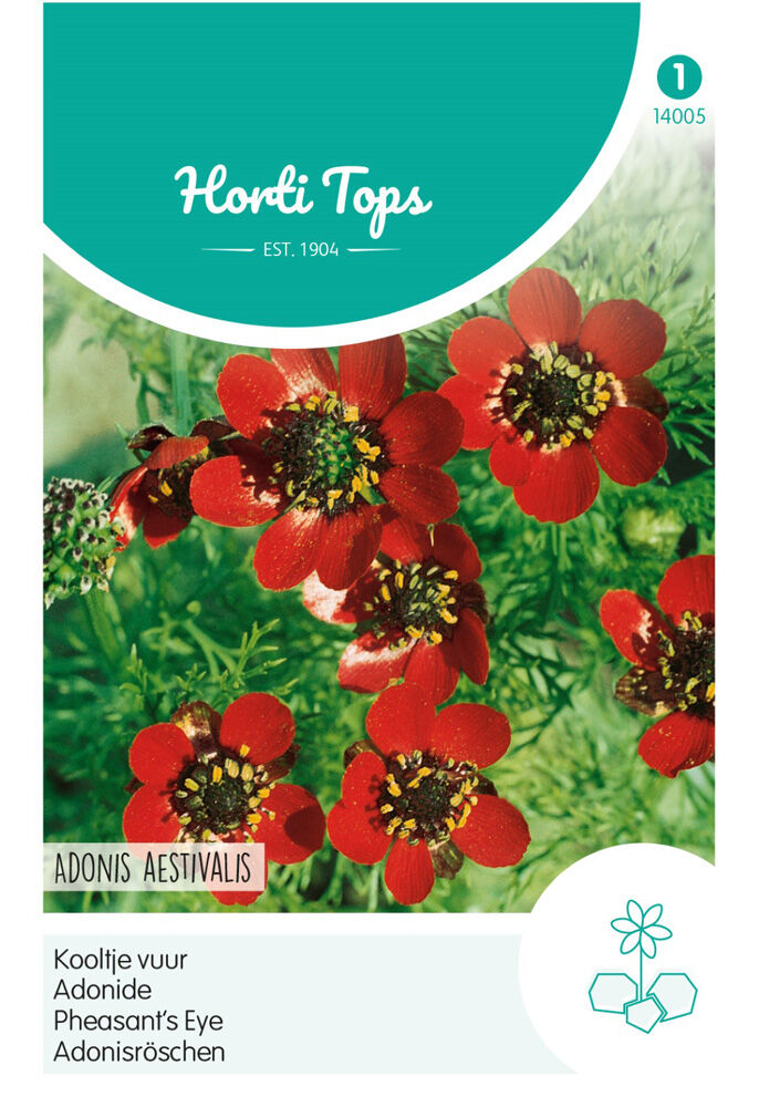 Hortitops Kooltje Vuur - Bloemzaden