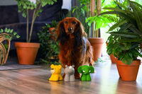 Beeztees Jungle dieren - Hondenspeelgoed