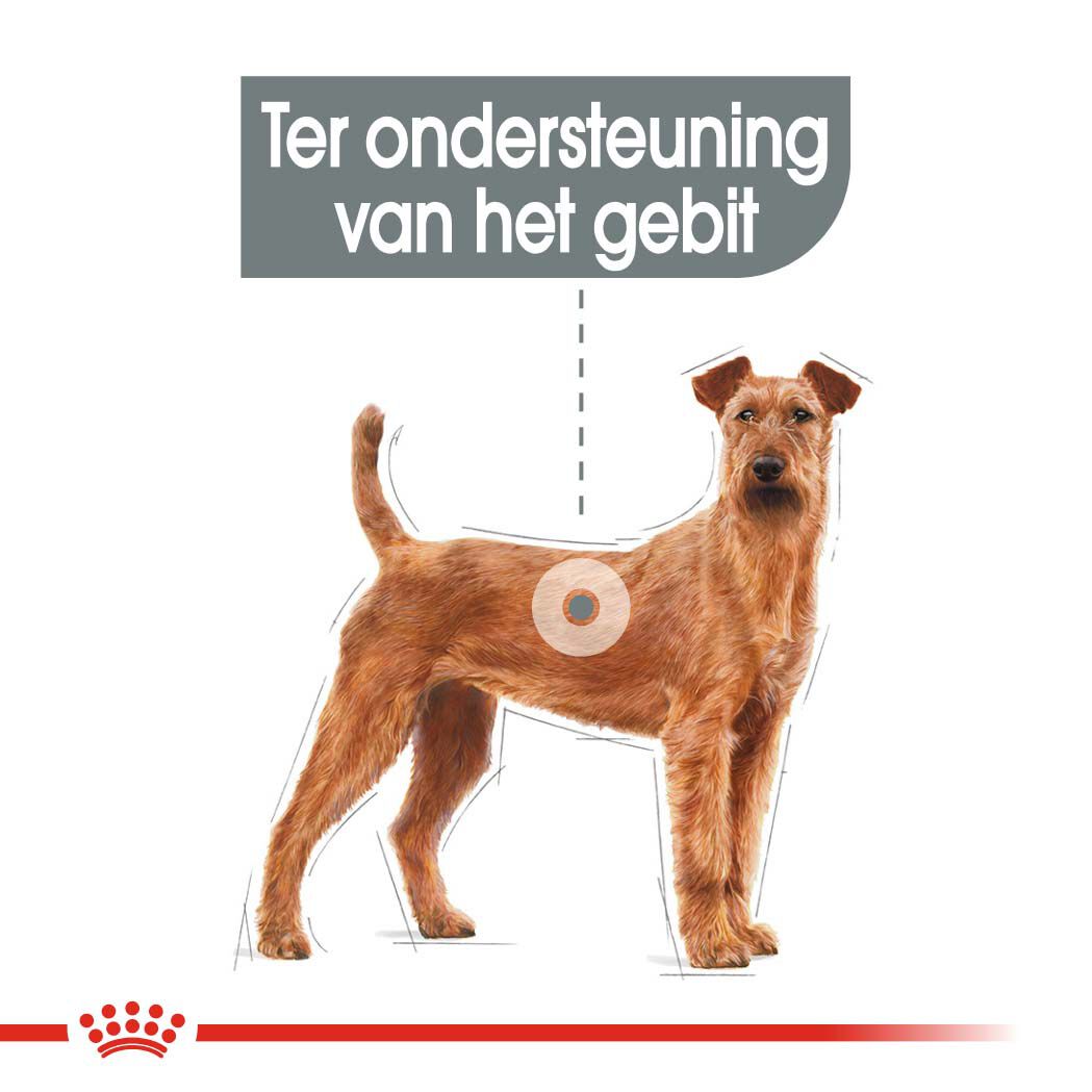 Royal Canin Dental Care Medium - Hondenvoer - 10 Kilogram - gevogelte