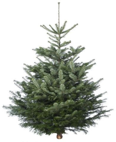 Welkoop Nordmann gezaagd - Kerstboom - 100 cm Welkoop Nordmann gezaagd - Kerstboom - 100 cm