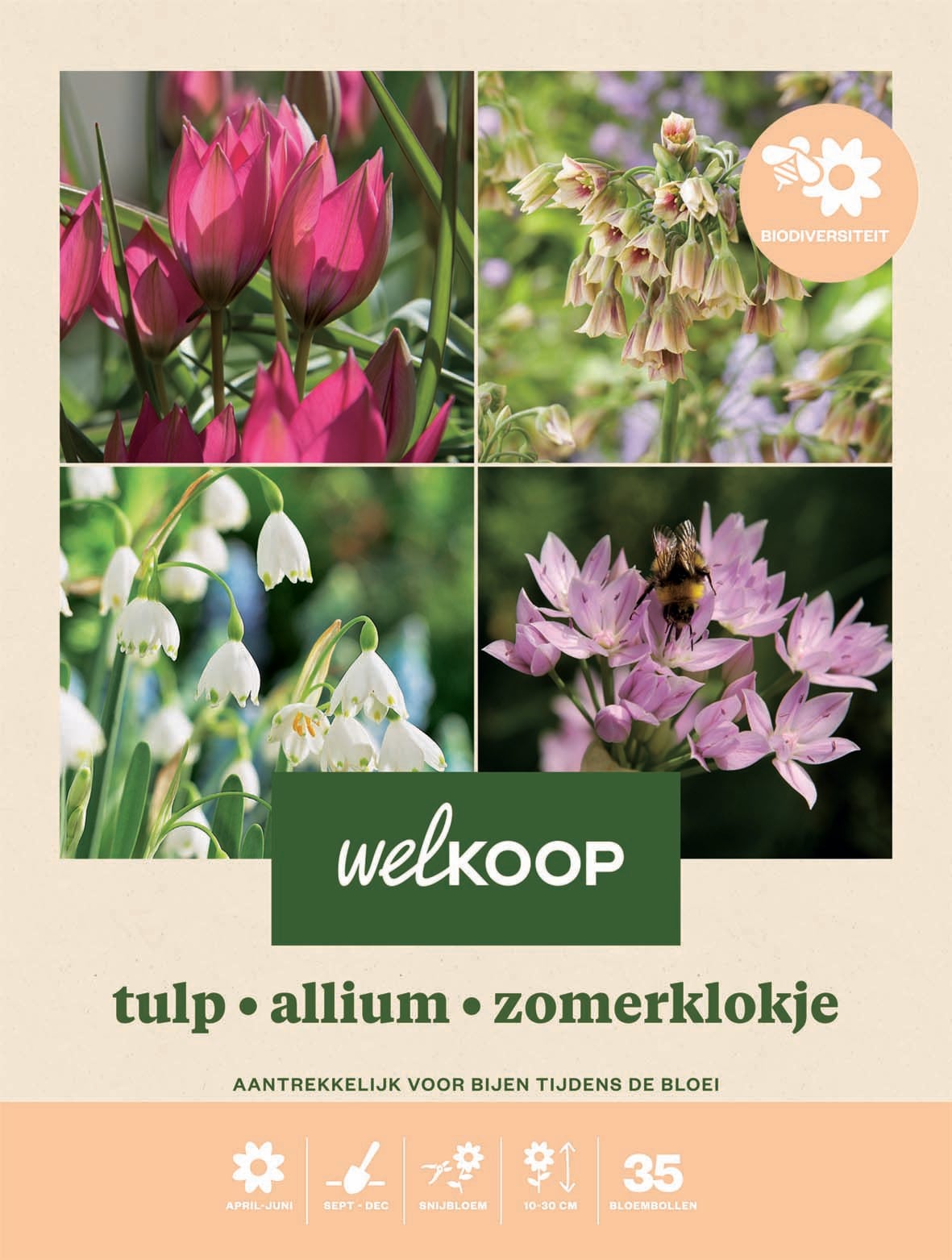 Welkoop Tulp Allium Zomerklokje - Biodiversiteit - Bloembollen Welkoop Tulp Allium Zomerklokje - Biodiversiteit - Bloembollen