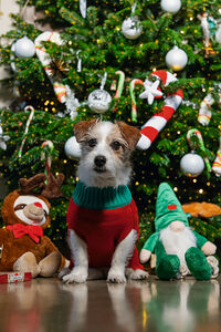 Beeztees Kerststok Munchy - Hondensnack