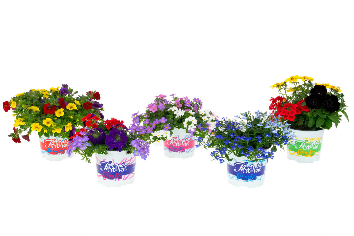 Festival Colours mix - Eenjarige planten - Divere kleuren