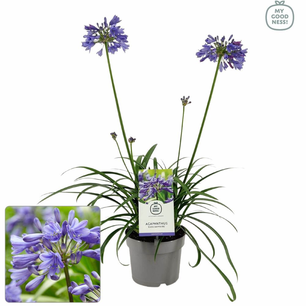 Agapanthus - Afrikaanse Lelie - Tuinplant - Diverse kleuren