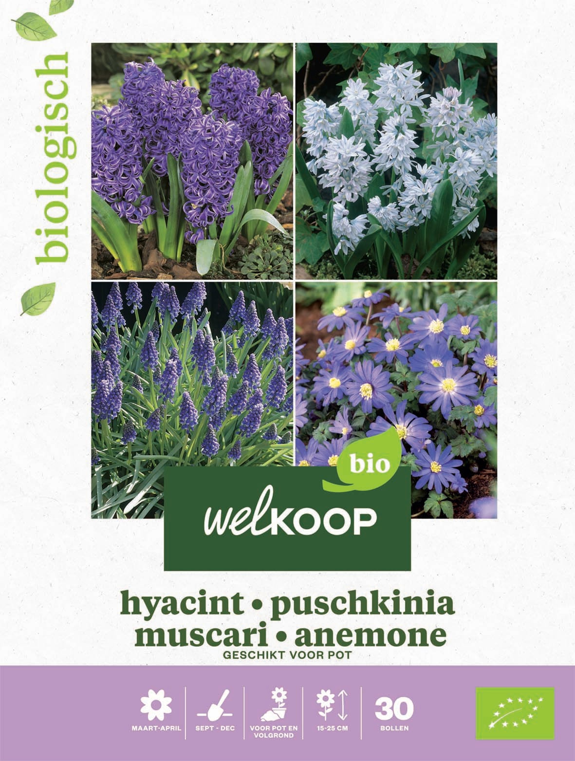Welkoop Hyacint Biologisch Blauwe druifjes Anemone - Bloembollen Welkoop Hyacint Biologisch Blauwe druifjes Anemone - Bloembollen