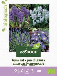 Welkoop Hyacint Biologisch Blauwe druifjes Anemone - Bloembollen