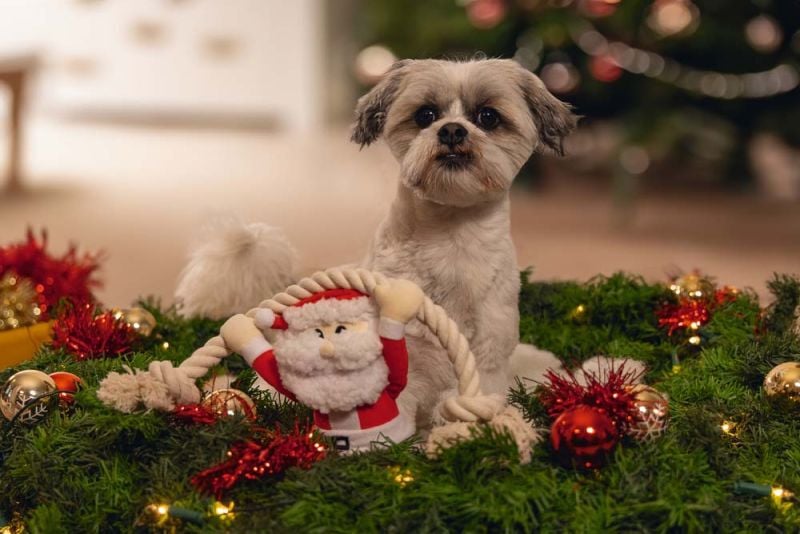 Beeztees Kerstman met Touw - Knuffel - Hondenspeelgoed - Rood - 9x18x1 cm