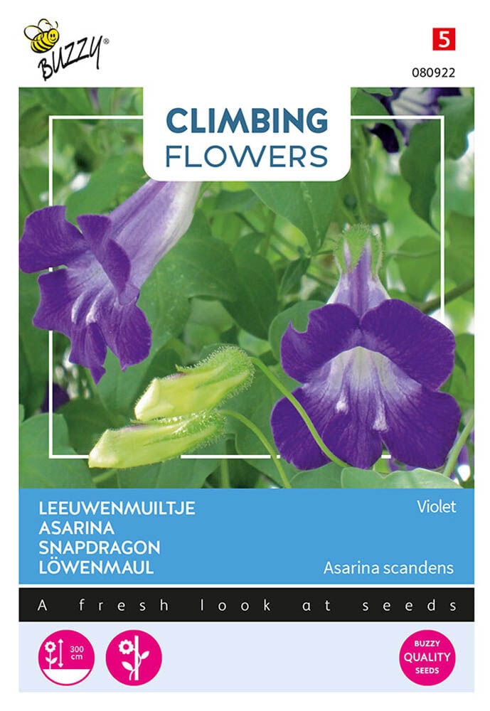 Buzzy Climbers Asarina Purple-Blue - Bloemzaden