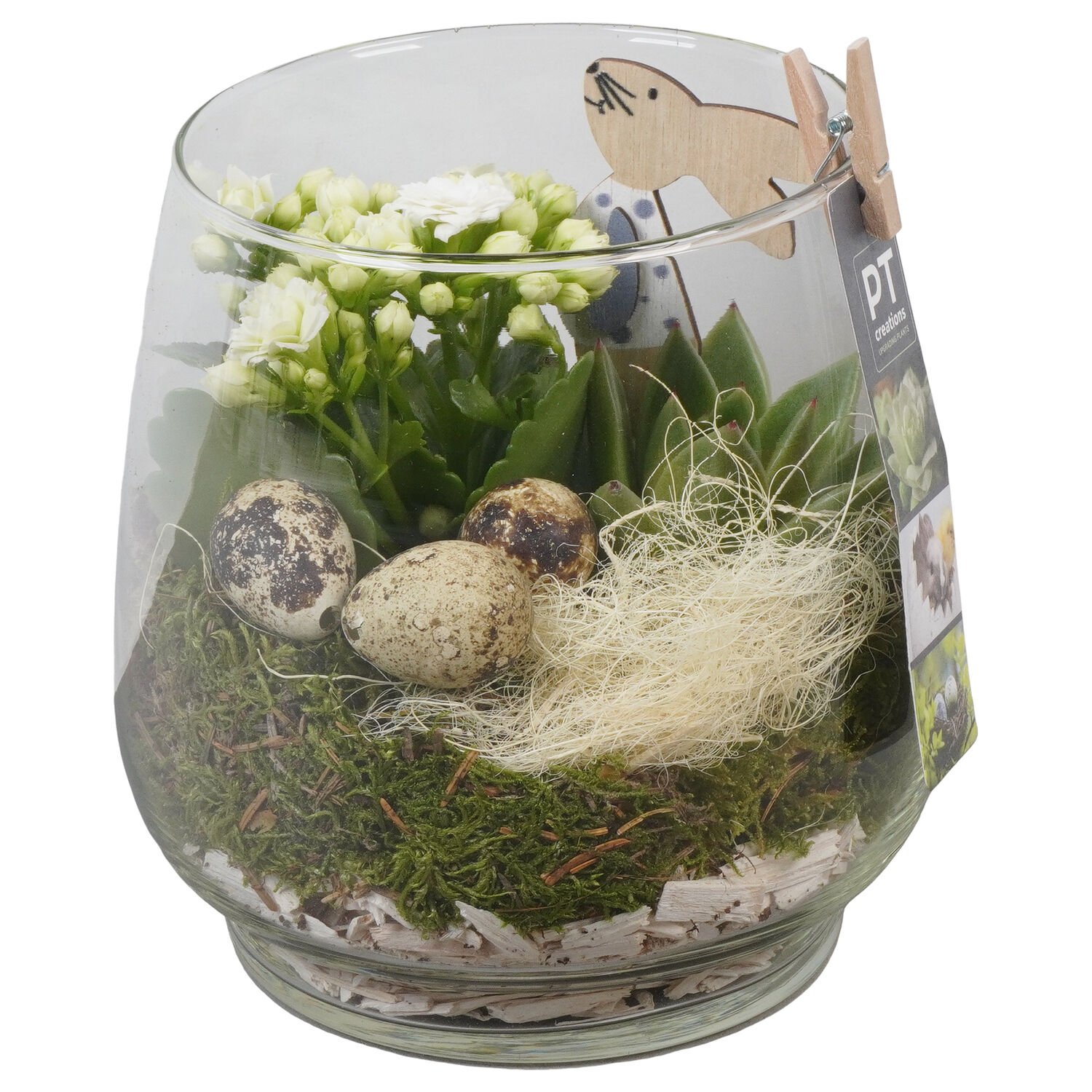 Pasen Arrangement - Kamerplanten in fles - 16 cm Pasen Arrangement - Kamerplanten in fles - 16 cm