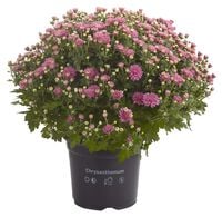 Bolchrysant - Eenjarige plant - Diverse kleuren
