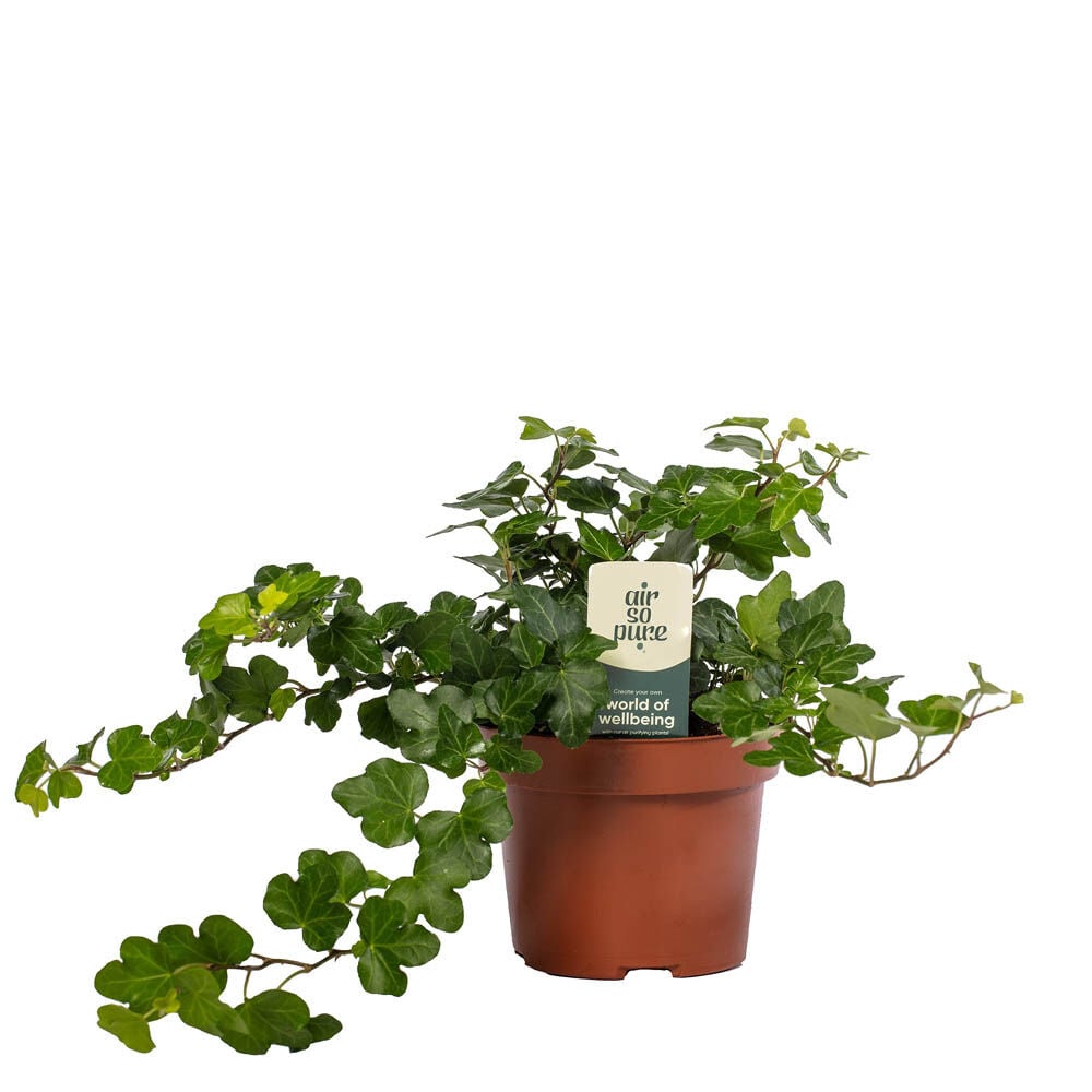 Hedera (klimop) - Kamerplant Hedera (klimop) - Kamerplant