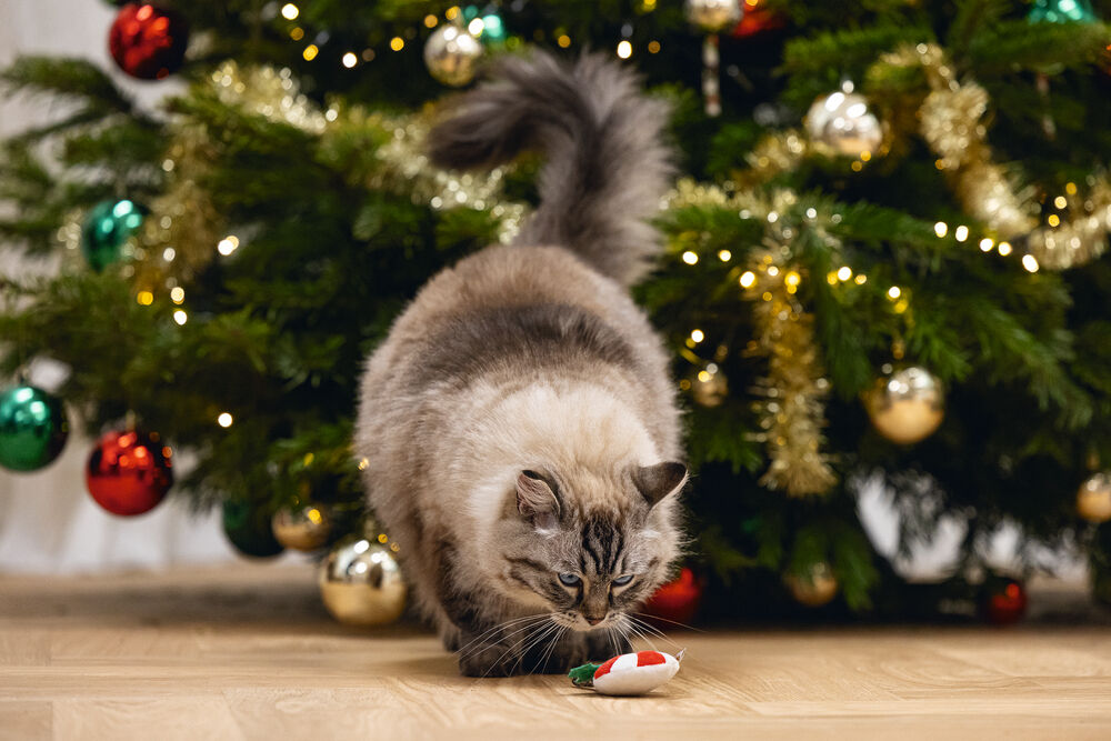 Beeztees Kerstlolly Matatabi - Kattenspeeltje - Multi - 14 cm