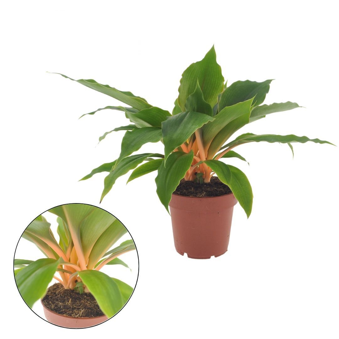 Chlorophytum Fire Flash (graslelie) - Kamerplant