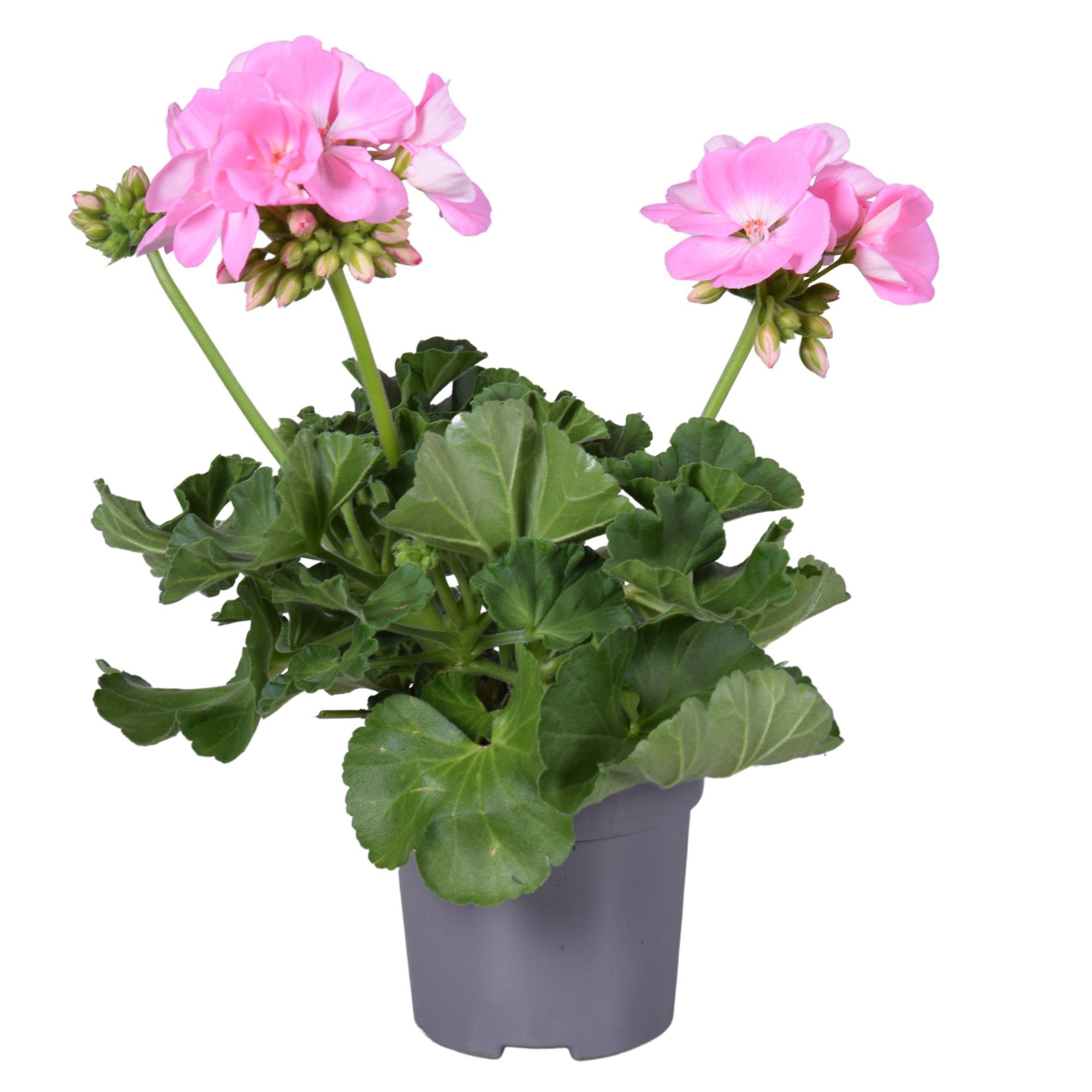 Geranium - Eenjarige planten - Diverse kleuren