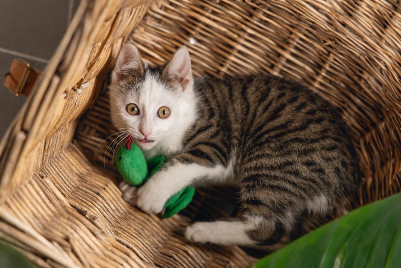 Beeztees Craza Jungle - Kattenspeeltje - Groen