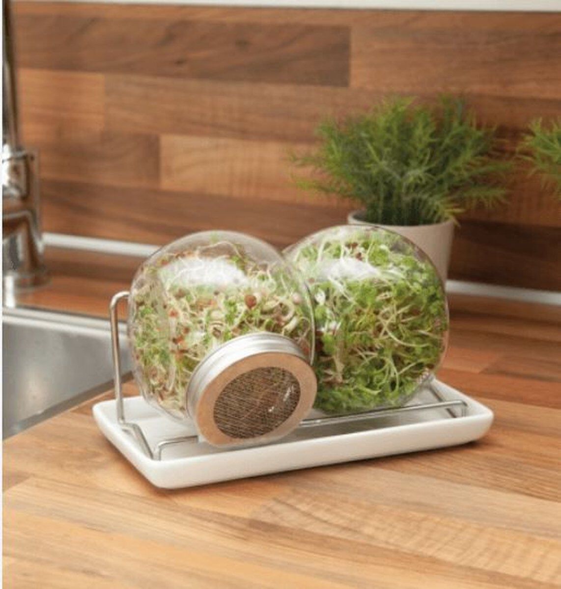 Buzzy® Organic Sprouting - Duo kiempot met schaal - 15 Gram