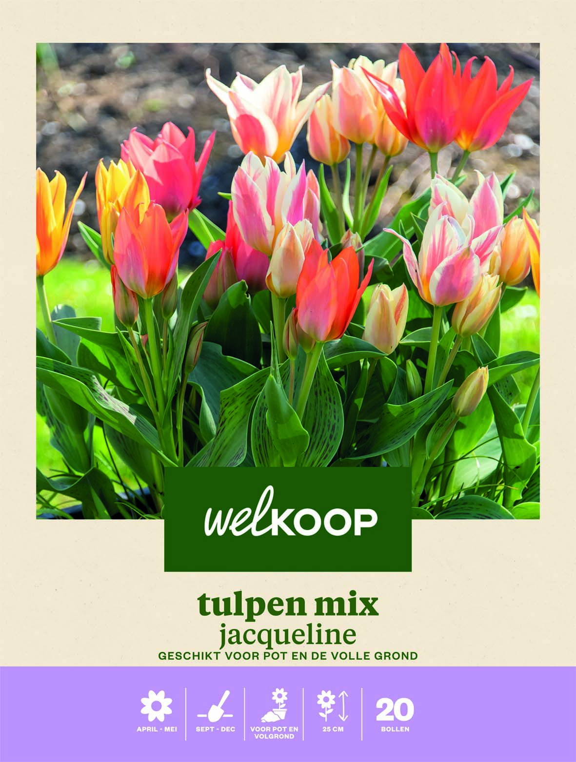 Welkoop Tulpen mix Jacqeline - Bloembollen Welkoop Tulpen mix Jacqeline - Bloembollen