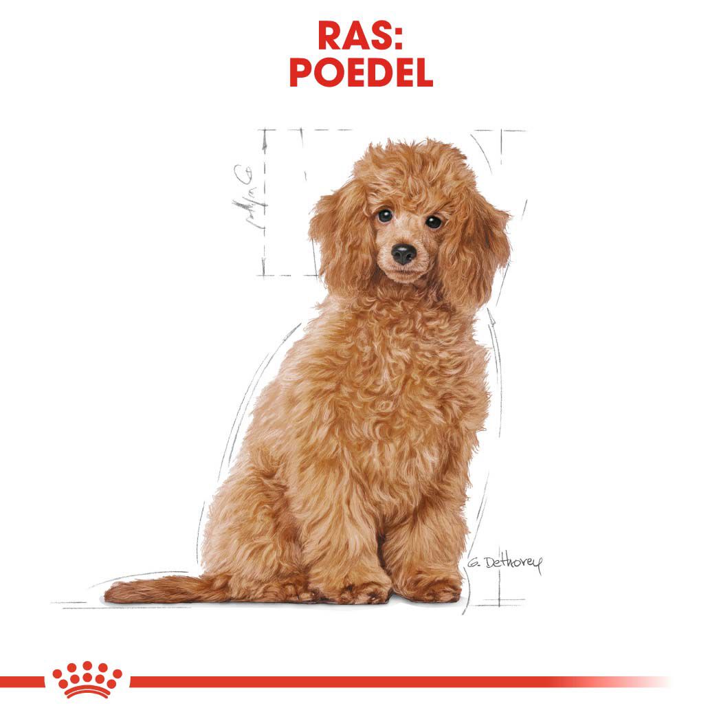 Royal Canin Poedel Junior - Hondenvoer - 3 Kilogram - gevogelte