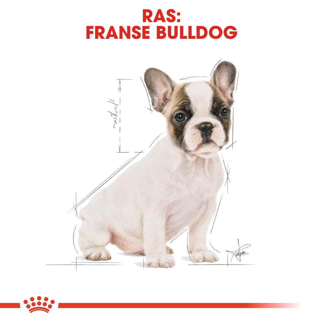 Royal Canin Franse Bulldog Puppy - Hondenvoer - 10 Kilogram - gevogelte