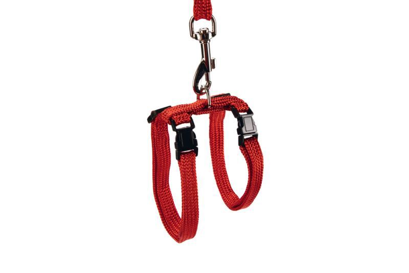 BEEZTEES - Kattentuigje - Rood - 100 cm