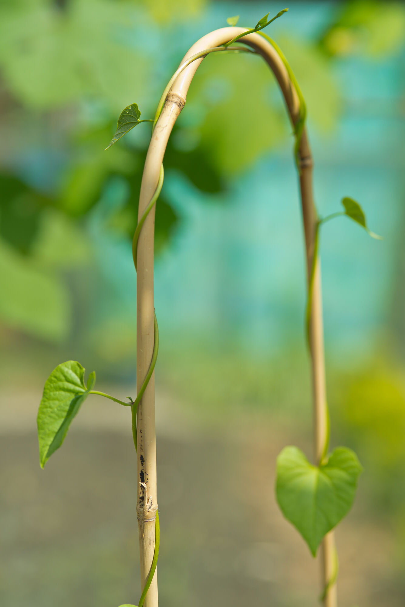 Nature Bamboestok Gebogen - Klim- en Geleide Artikelen - 180x4x6 cm - 180 cm