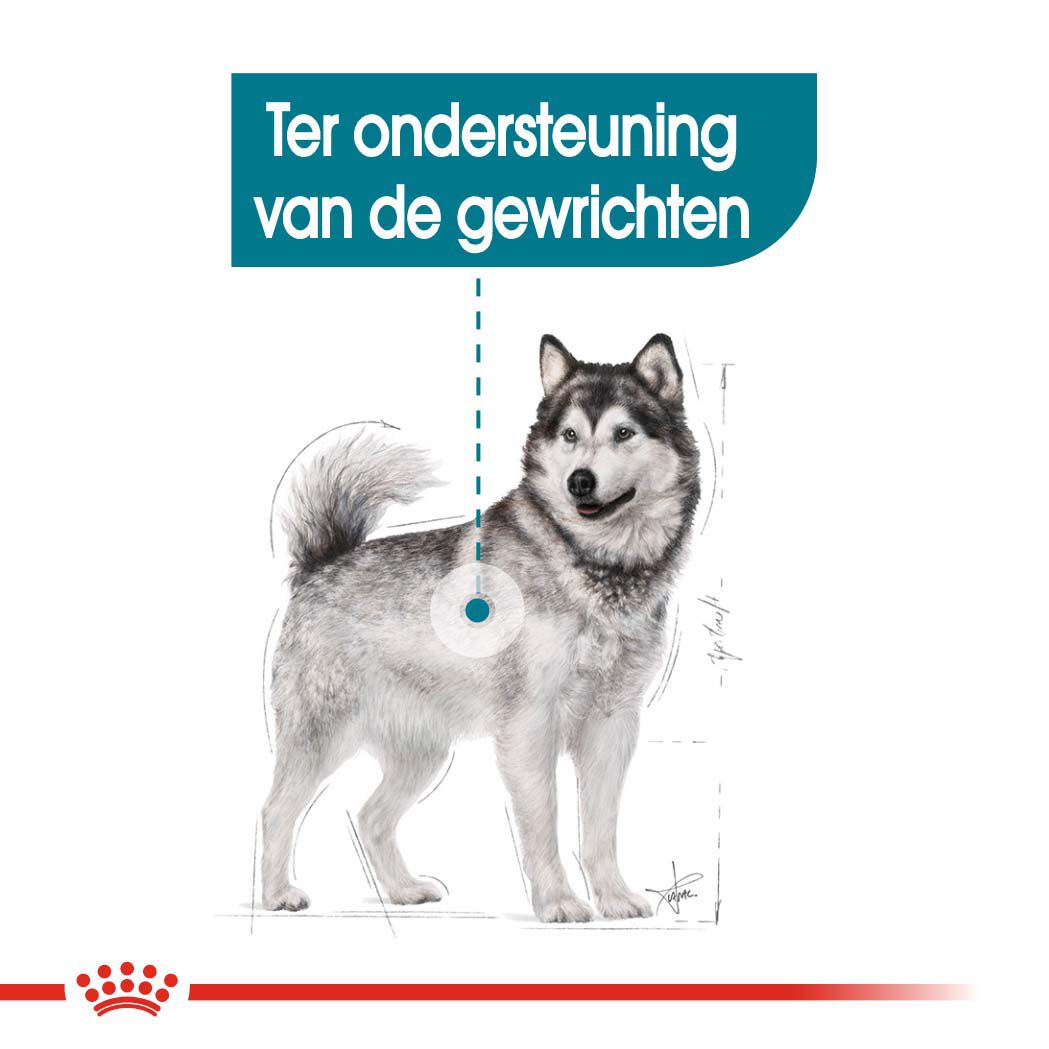 Royal Canin Maxi Joint Care - Hondenvoer - 3 Kilogram - gevogelte