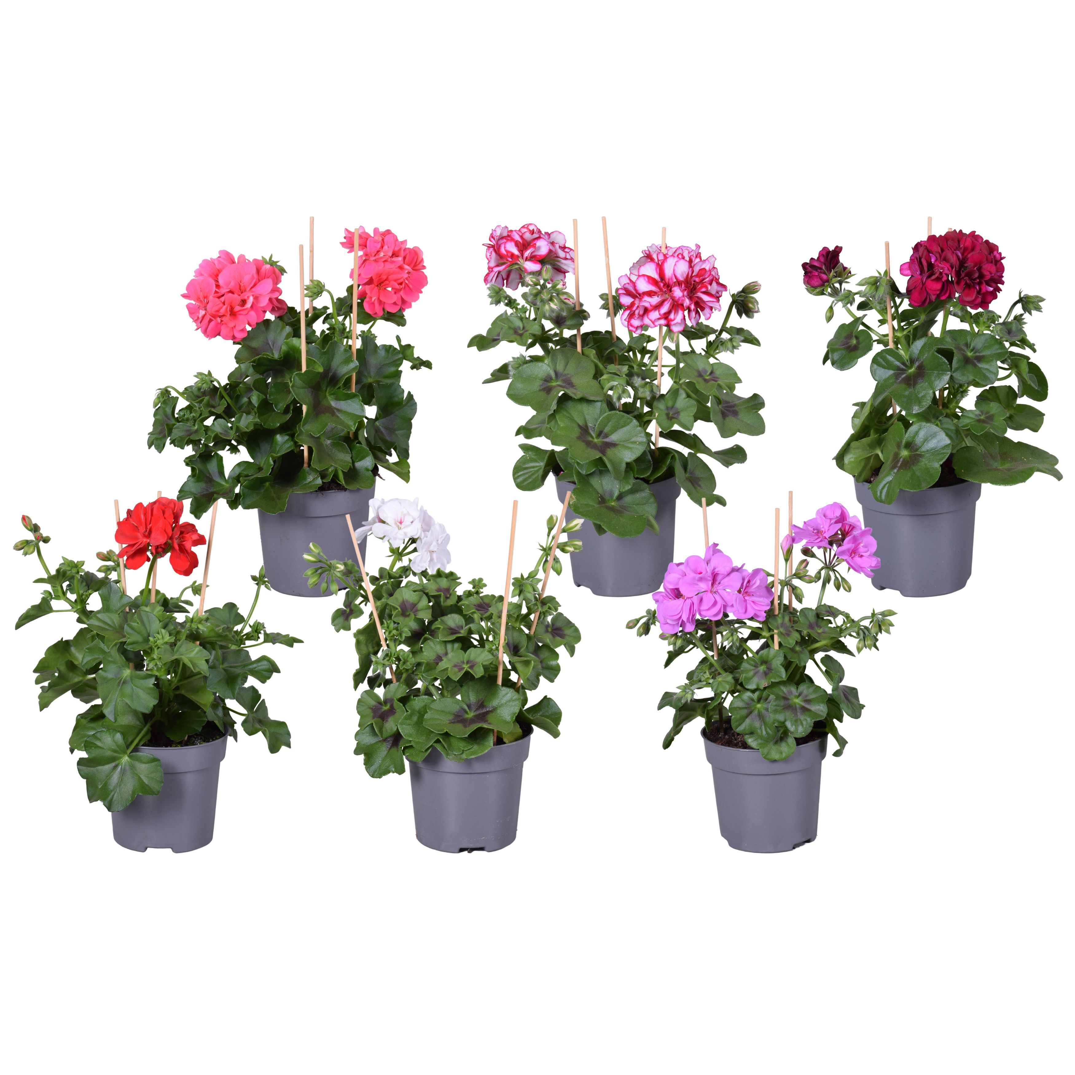 Geranium - Eenjarige planten - Diverse kleuren