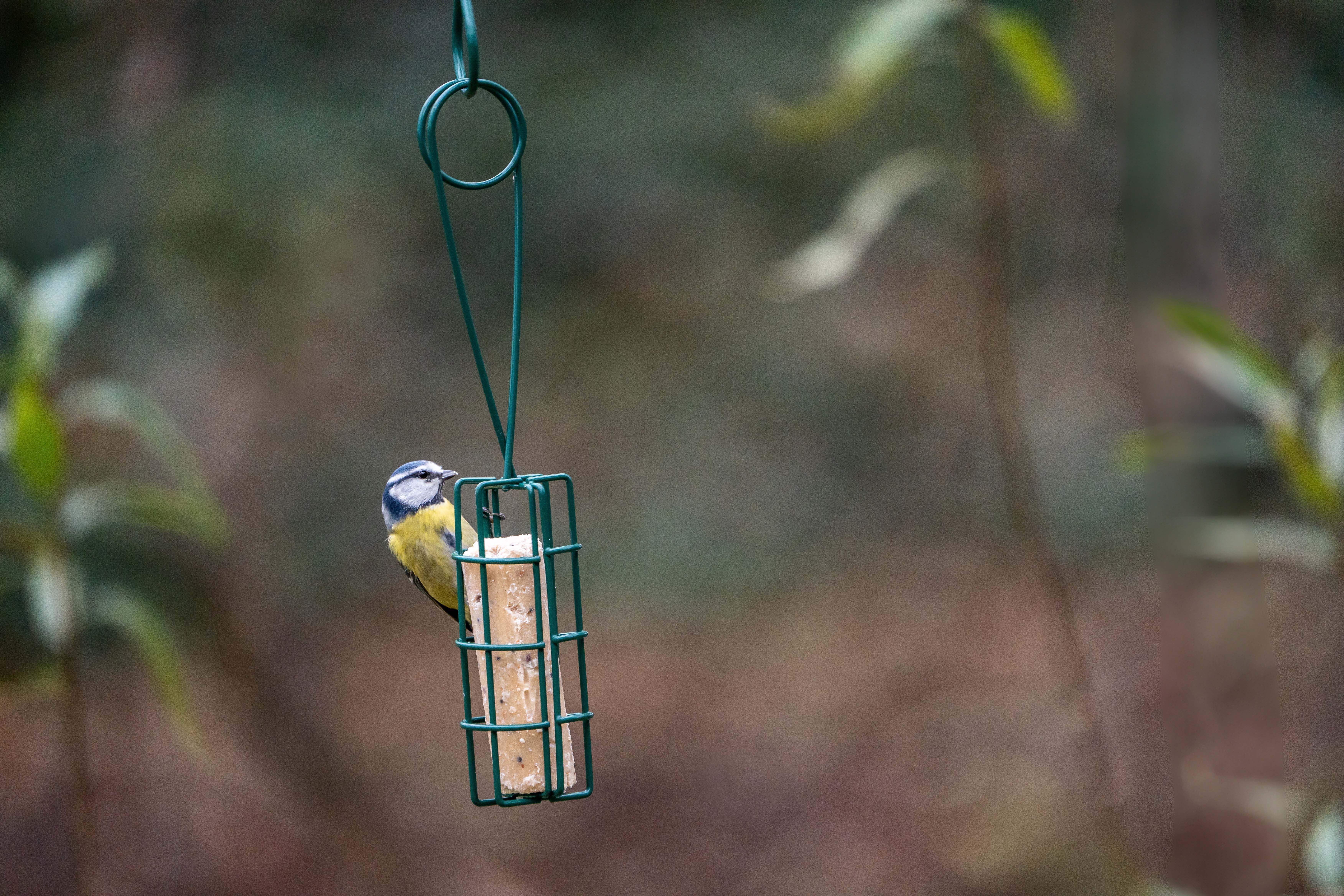 CJ Wildlife Peru - Energierol houder-schep - Tuinvogelvoer - 5x5x30 cm