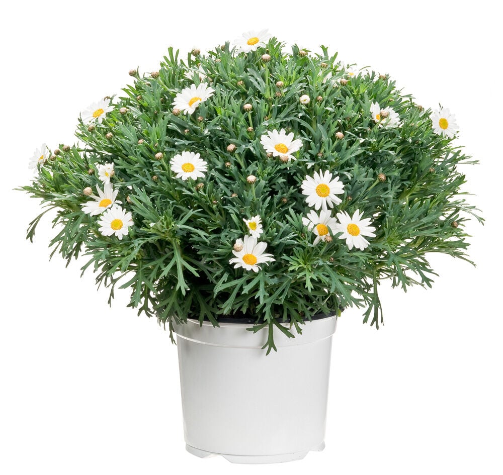 Struikmargriet potmaat 18cm - Eenjarige planten