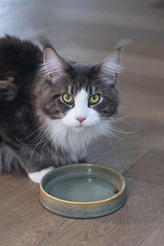 Designed by Lotte Jace - Voerbak - 300 l - Groen - 3x15x15 cm - 15 cm