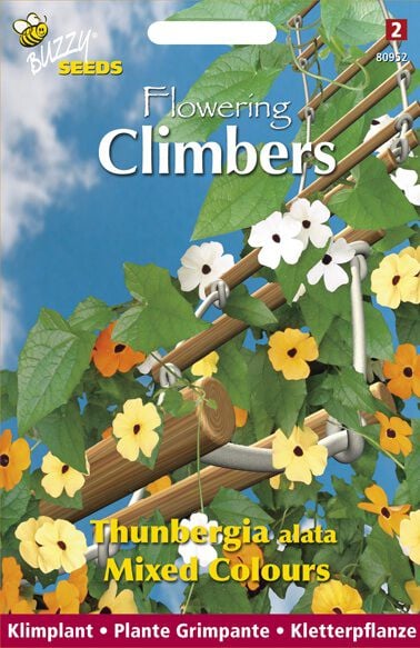 Buzzy Climbing Flowers Suzanne-met-mooie-ogen - Bloemzaden