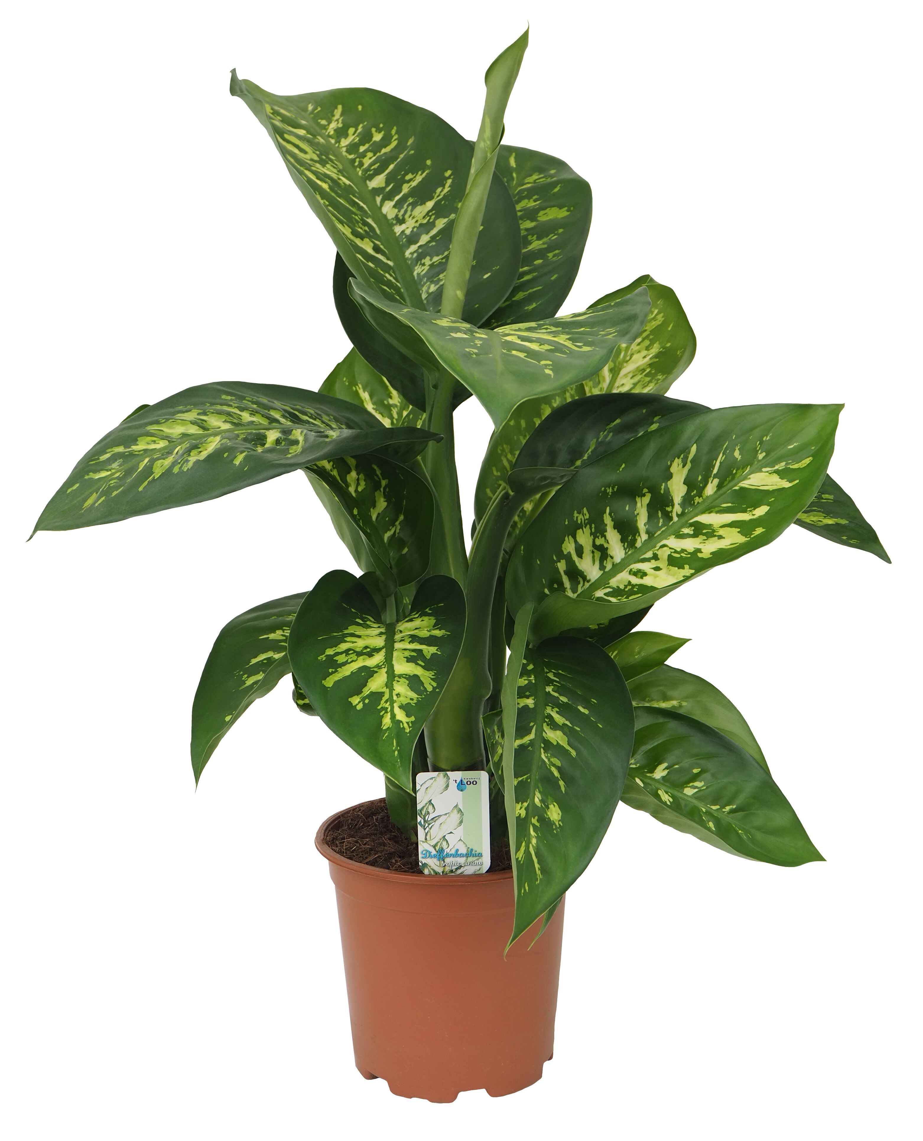 Dieffenbachia Excellent - Kamerplant