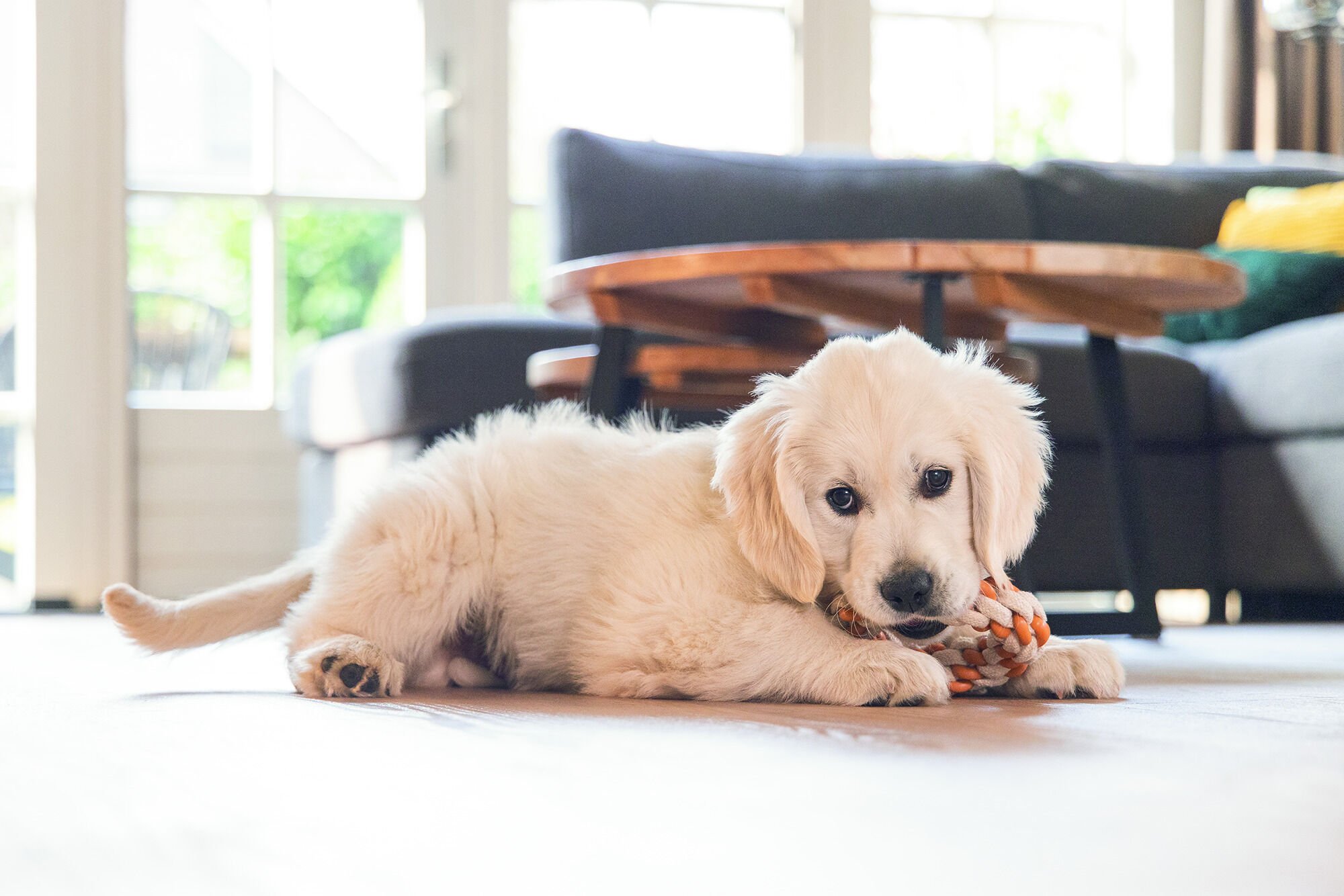  Beeztees Dental Touwring Mik - Puppyspeelgoed 