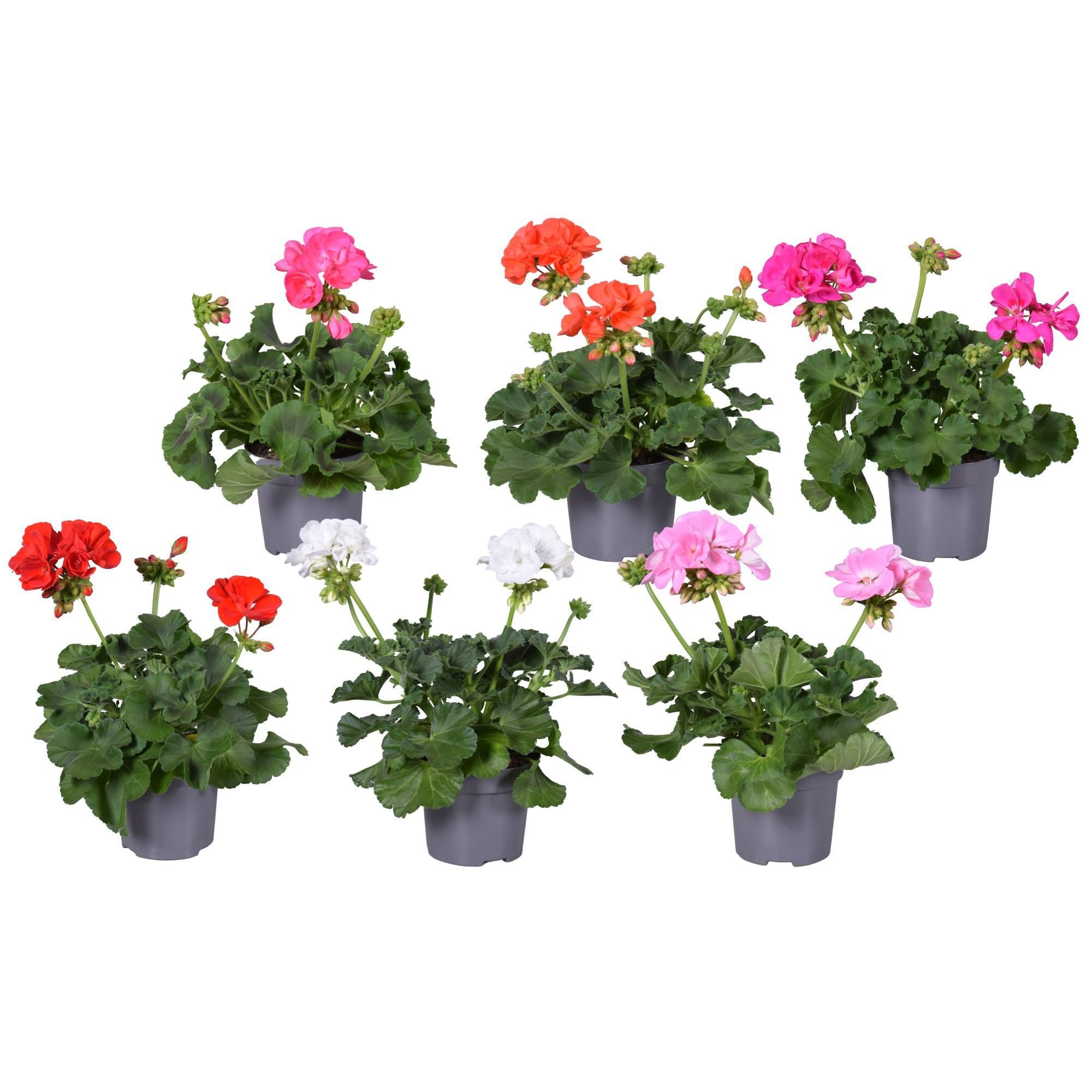 Geranium - Eenjarige planten